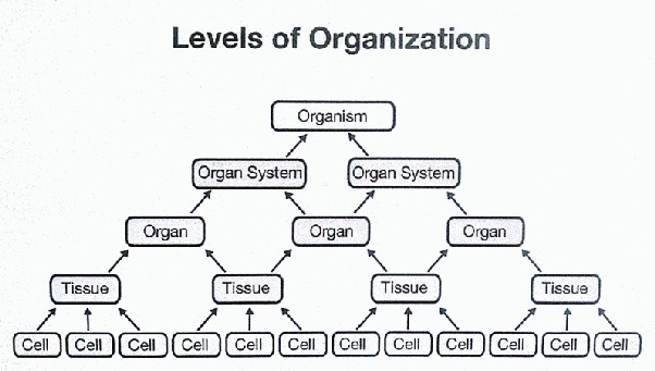 What additional levels of organization are in multicellular organisms-example-1