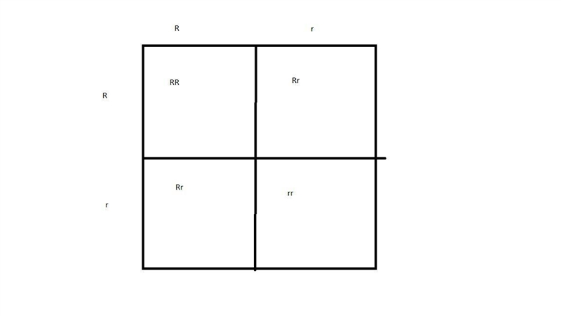 Assignment: Using Punnett Squares Exploration First Cross: Show a cross between a-example-2