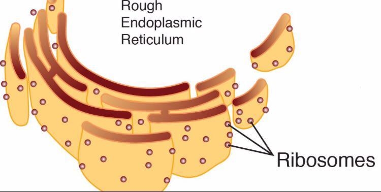 What are scattered over like pepper over the endoplasmic reticulum-example-1