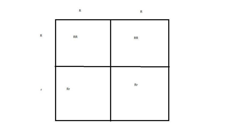 Assignment: Using Punnett Squares Exploration First Cross: Show a cross between a-example-1