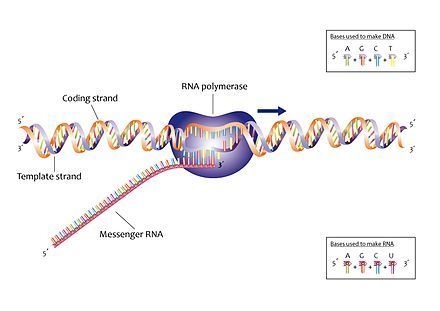 Transcription takes place in the ____________. In this process, an enzyme called ______________________ unzips-example-1