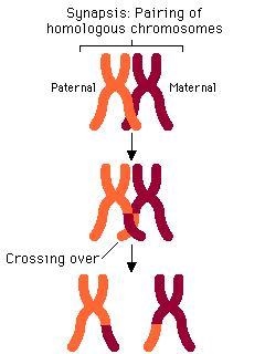 Which process helps make meiotic cells genetically different and occurs during prophase-example-1