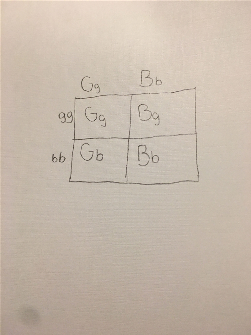 A male rabbit with genotype GgBb x with a female rabbit with genotype ggbb. Show the-example-1