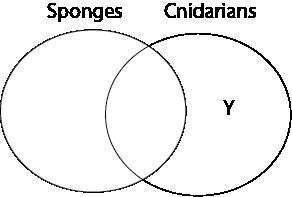 Which label belongs in the area marked Y? Connor drew a Venn diagram to compare sponges-example-1