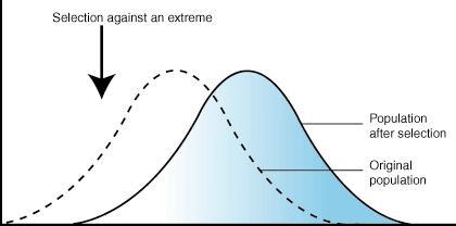 Giraffes with short necks tend to be unable to access enough food, while giraffes-example-1