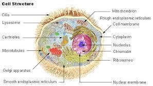 Match each part of a cell to its structural features.-example-1