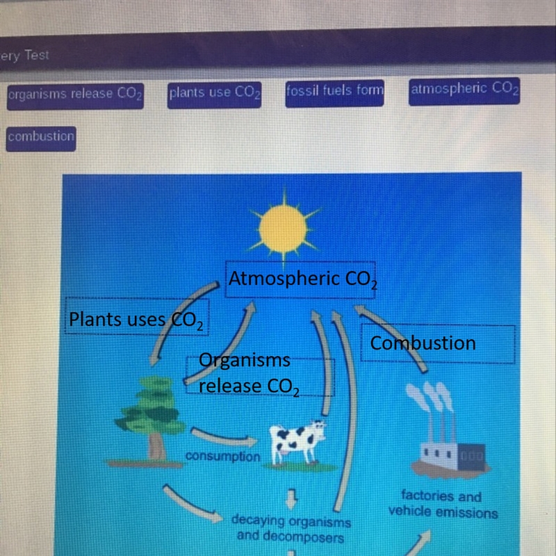 Identify the remaining processes and components of the carbon cycle-example-1