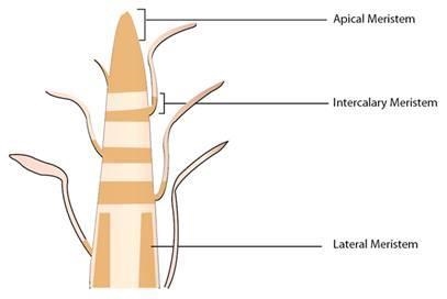 20 POINTS!! If the tip of a sugarcane plant is removed from the field, even then it-example-1