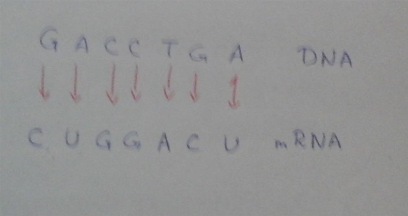 The following section of DNA is being transcribed. G A C C T G A Which of the following-example-1