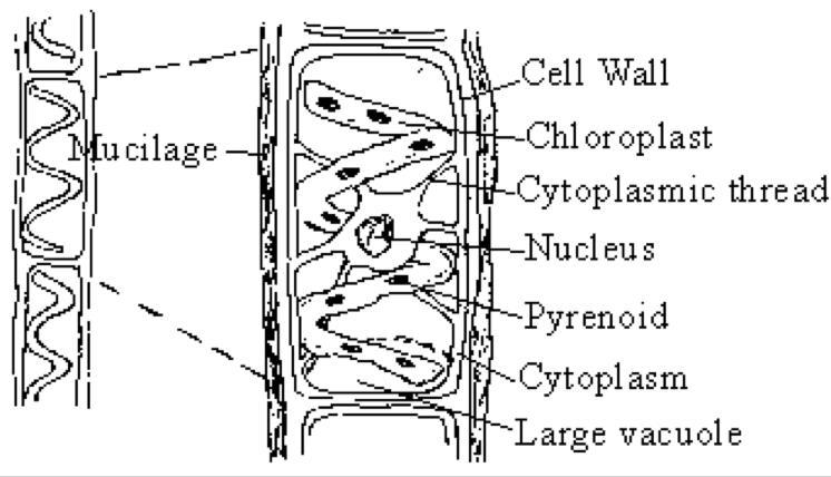 Drawing of a spirogyra with label​-example-1