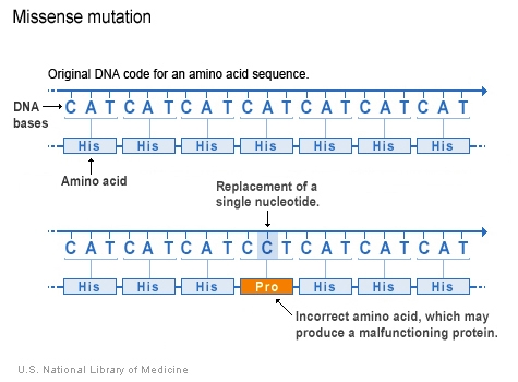 Gene mutations can best be described as changes in the-example-1