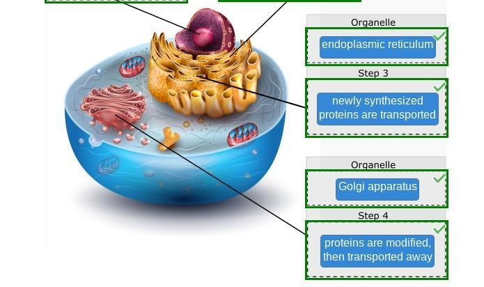 Label the steps of protein synthesis and the organelles involved in each step. endoplasmic-example-2