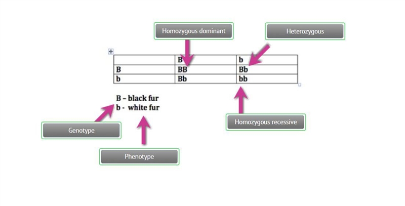 Correctly label these important genetic terms as seen in this Punnett square. Please-example-1