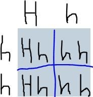 Please help with the Gregor Mendel Punnett Squares​-example-1