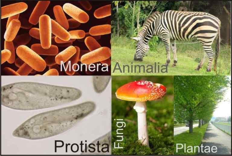 Why do we classify organisms??​-example-1