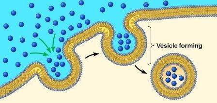 What is it called when part of a cell membrane closes around a molecule to allow the-example-1