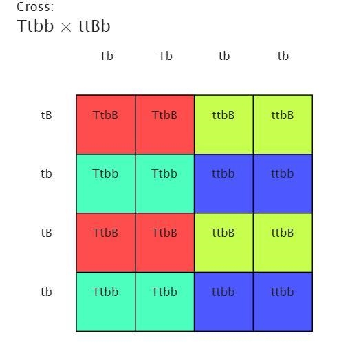 In a flowering plant, tall (T) is dominant to short (t), and blue flowers (B) is dominant-example-1