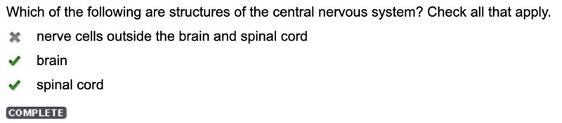 PLZ HELP. Which of the following are structures of the central nervous system cheak-example-1