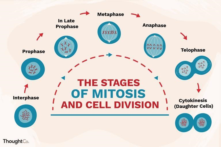 What is a picture of the phases of mitosis?-example-1