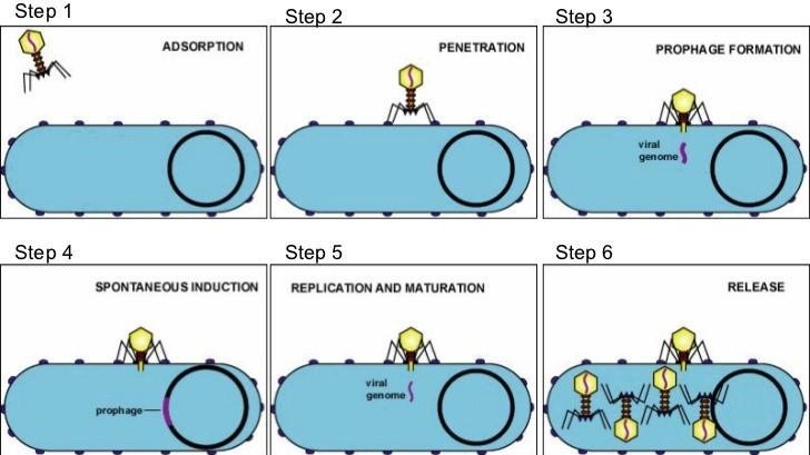 The diagram to the right represents the lysogenic cycle. What is occurring at step-example-1