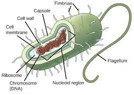 What does prokaryote look like ?​-example-1