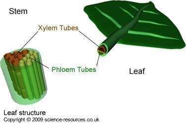 Which is a vascular tissue in plants? A. phloem B. fungi C. leaves D. roots-example-1