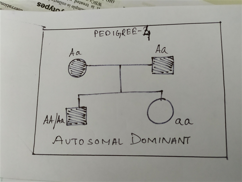 Match the pedigree to the correct type of inheritance.-example-4