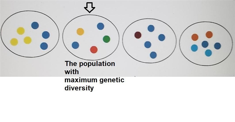 Genetic diversity is the variation in the genes of an entire species. Each circle-example-1