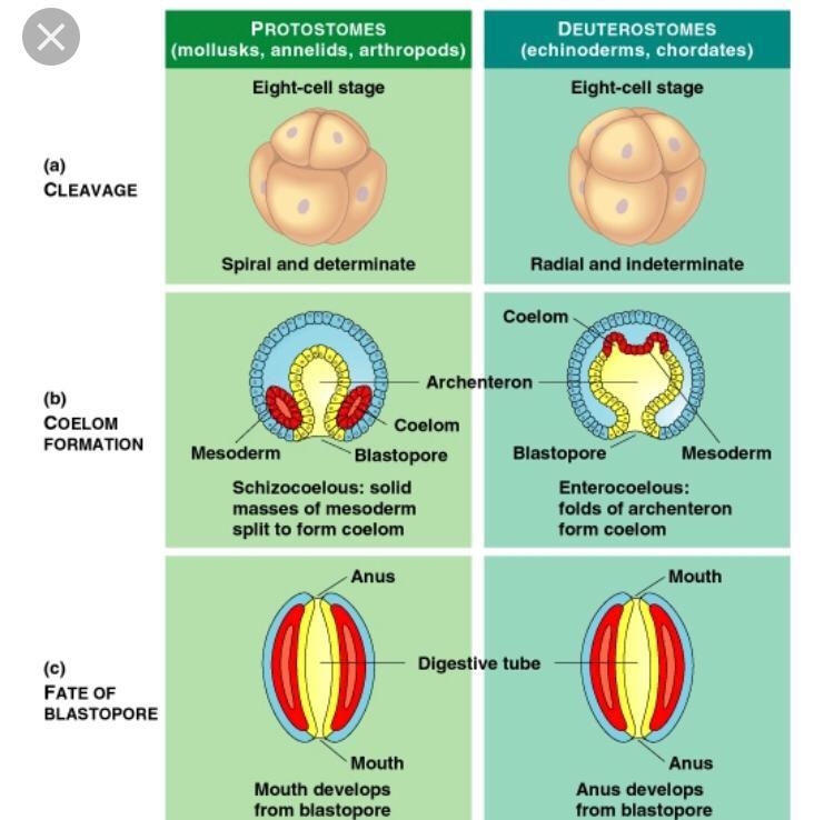 In _[blank]_ the cuplike opening of the gastrula develops into the organism's mouth-example-1