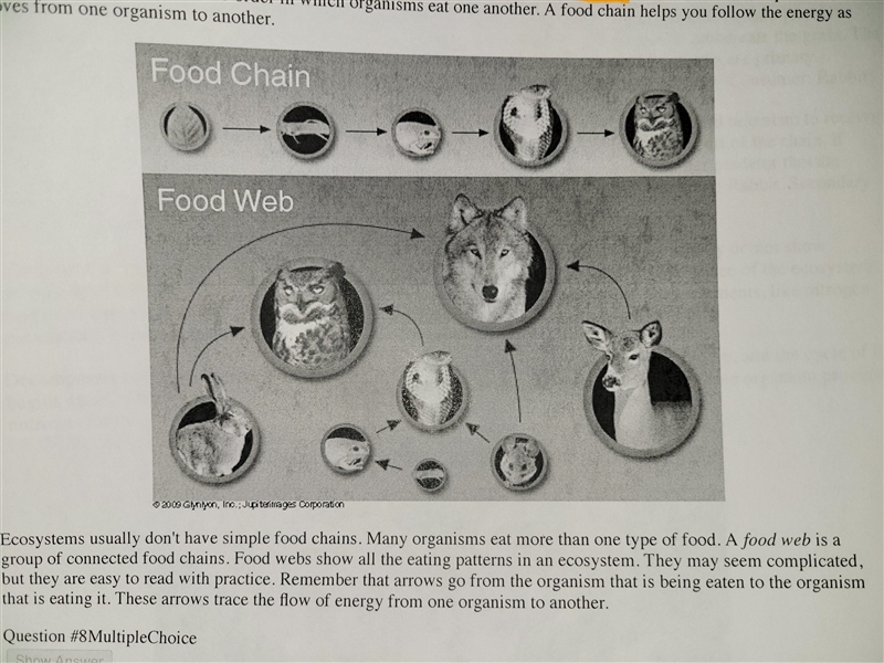 Which is an interconnection of food chains in an ecosystem-example-1