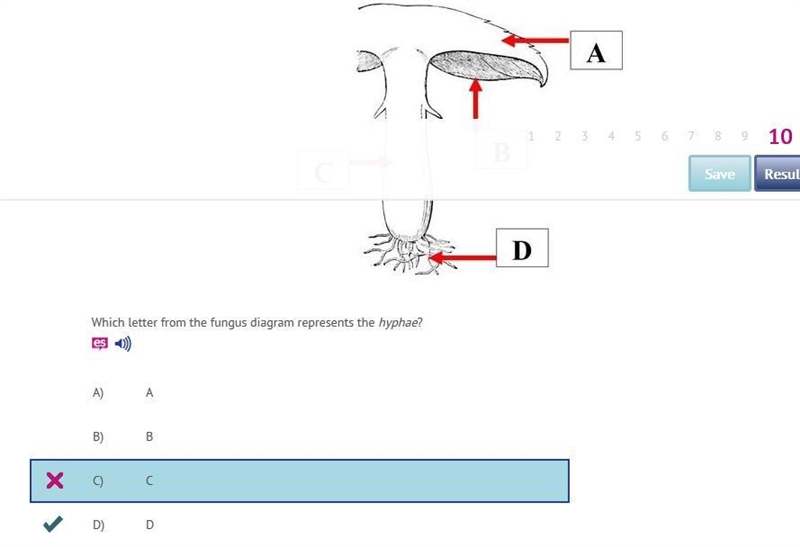 Which letter from the fungus diagram represents the hyphae?-example-1