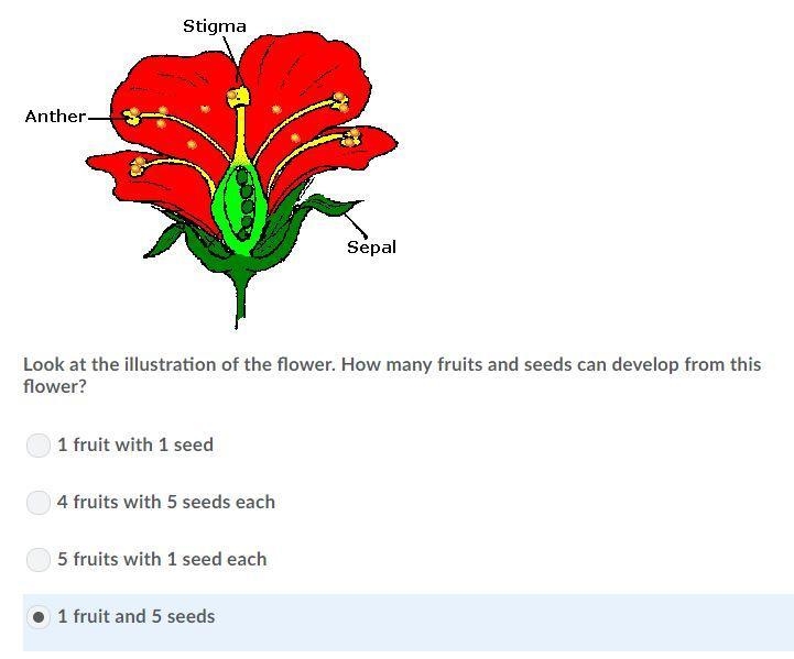 Look at the illustration of the flower. How many fruits and seeds can develop from-example-1