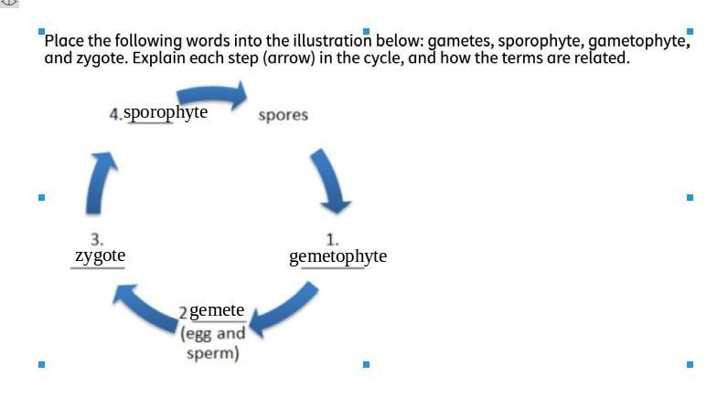 Place the following words into the illustration below: Gametes, sporophyte, gametophyte-example-1