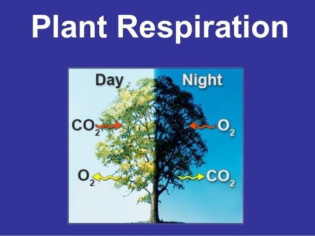 The process of plant respiration-example-1