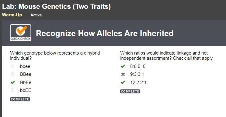 Which genotype below represents a dihybrid individual? bbee BBee BbEe bbEE-example-1