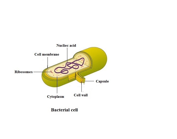 Consider the diagram of the basic structure of bacteria.Which of the labeled structures-example-1