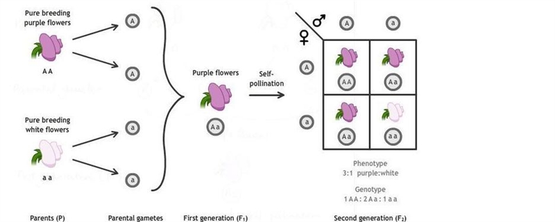 Which discovery did Gregor Mendel make?-example-2