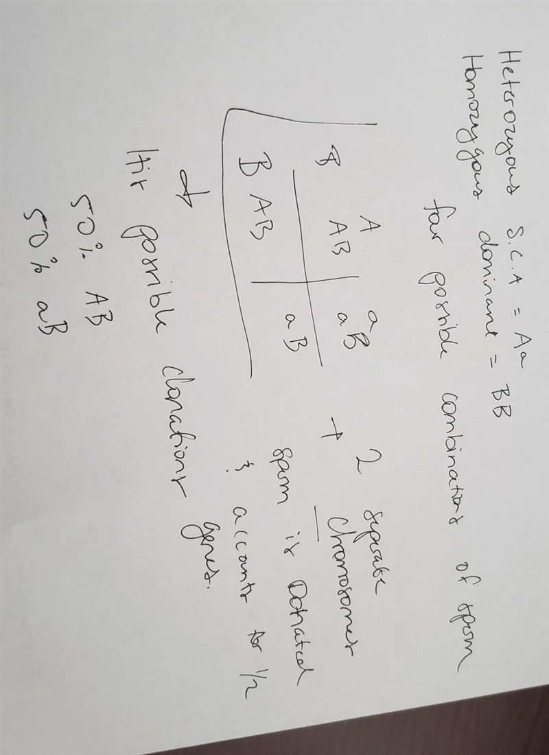 A man is heterozygous for sickle cell anemia and homozygous dominant for familial-example-1