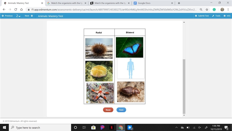 Drag each tile to the correct location. Match the organisms with the type of symmetry-example-1