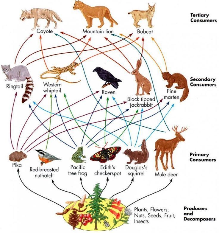 Food chain and food web model-example-1