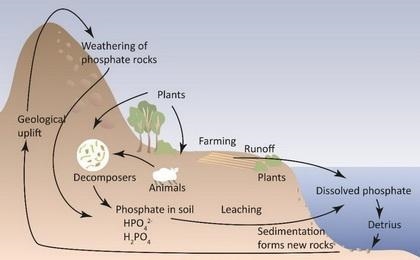 What process brings rocks and minerals containing phosphorous to the surface so it-example-1