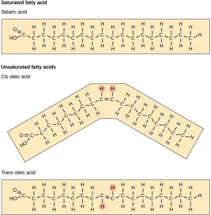 What fats are called saturated? A). fats that contain no double bonds in fatty acid-example-1