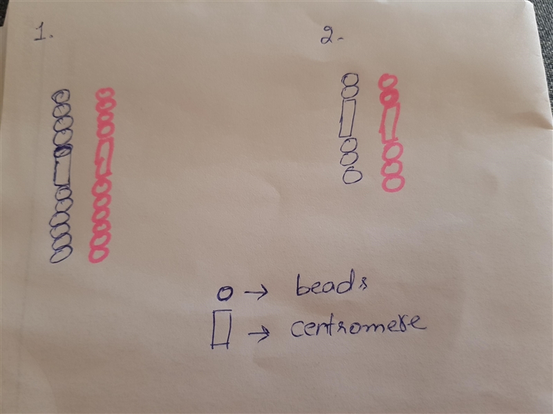 Part A: Interphase Just before meiosis begins, the chromosomes are replicated. 1. Use-example-1