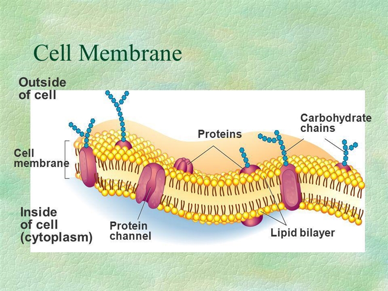 Can someone please explain how cell membranes work. I am trying to do a assignment-example-1