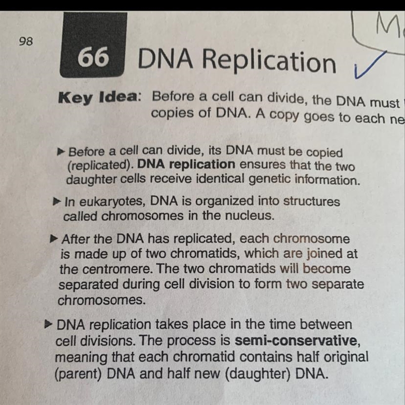 What are the steps in DNA replication?-example-1