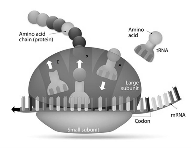 Give an overview of the process depicted in the diagram. Answer the question using-example-1