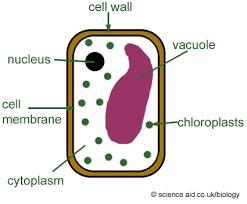 Explain why a plant wilts if it lacks water-example-1