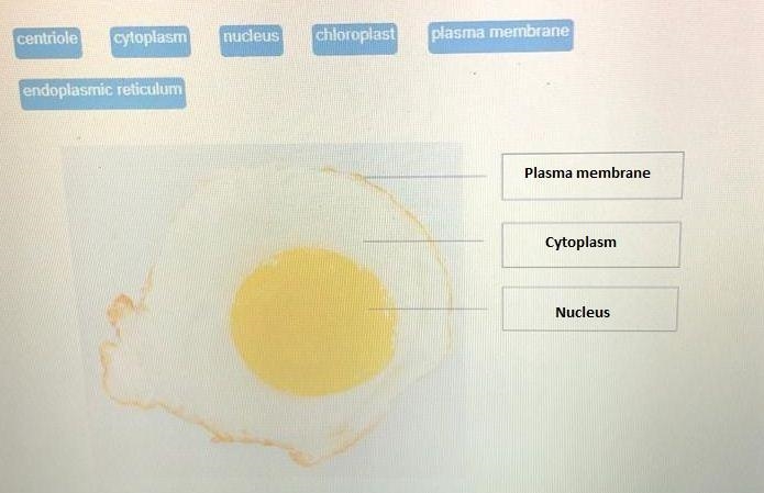 Ricky notices a similarity between a fried egg and the diagram of a cell.-example-1