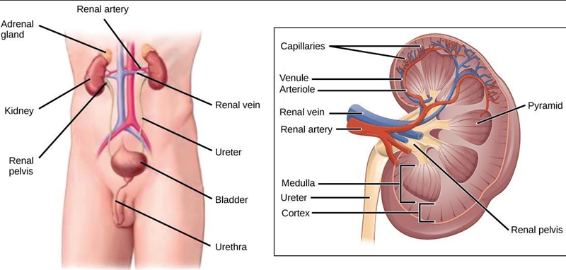 Show the location of different parts of the urinary system in man-example-2