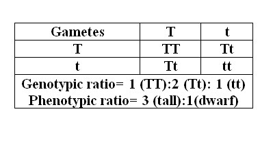 The dominant trait for height in a particular plant is tall (T), and the recessive-example-1